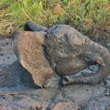 В зимбабве спасли слонёнка, увязшего по шею в болоте