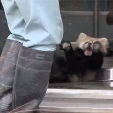 Детеныш красной панды упал в обморок увидев сапоги рабочего