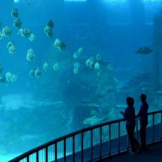 Marine life park — самый большой в мире океанариум