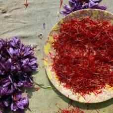 Уборка урожая шафрана в индии