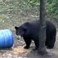 Разъяренный медведь загнал туристов на дерево