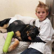 Верный пес спас мальчика от гибели под колесами грузовика