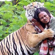 В индонезии мужчина приручил 150-кг тигра