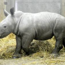Детеныш белого носорога в сафари-парке ноусли