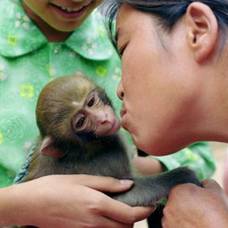 Китаянка джао ксинджен каждый день кормит обезьян своей грудью