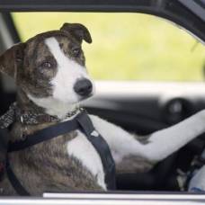 В новой зеландии три собаки научились управлять автомобилем