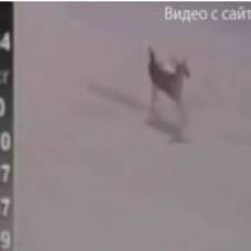 Три диких оленя сорвали скачки на ипподроме в сша