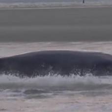 Экстремал помог спасти кита попавшего на мелководье