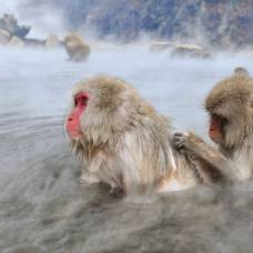Японские макаки обожают греться в горячих источниках