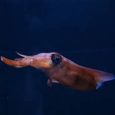Каракатицы (sepiida) - чернильные души морей