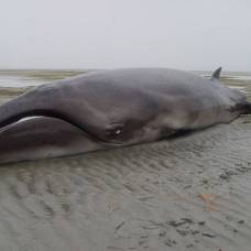 Неуловимый карликовый кит раскрывает свои тайны