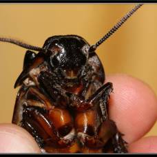 Мадагаскарский шипящий таракан (лат. gromphadorhina portentosa)