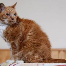 Кошка по кличке маргарет - самая долгоживущая кошка великобритании