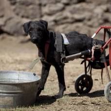 Приют для собак-инвалидов в мехико