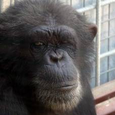 Шимпанзе по кличке джина из испанского зоопарка подсела на фильмы для взрослых