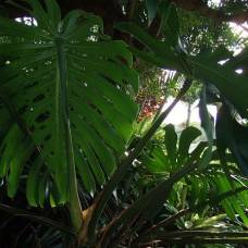 Зачем тропическому растению дырявые листья