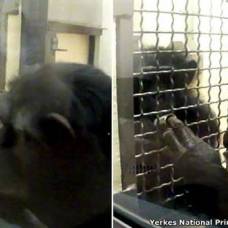 Возможно, шимпанзе присуще чувство справедливости