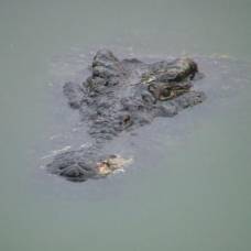 15 тысяч крокодилов сбежали c африканской фермы в реку лимпопо