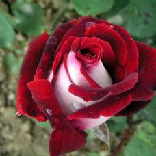 Чайно-Гибридная роза сорта osiria
