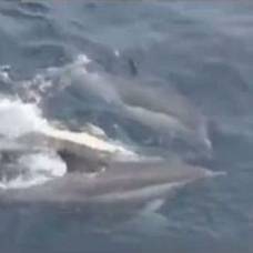 Дельфины на своих спинах поддержали на плаву парализованную самку