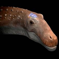 У крупнейших травоядных динозавров мозг был размером с теннисный мяч