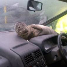 Детеныша тюленя спрятали от шторма в кабине машины