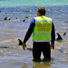 В австралии дельфин помог спасти сородичей, которым грозила гибель