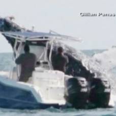 Горбатый кит столкнулся с лодкой, чуть не опрокинув её