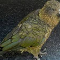 Попугай кеа похитил у туриста из шотландии 700 фунтов
