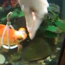 Золотая рыбка получила инвалидное кресло для аквариума