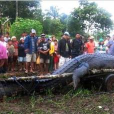 Гигантский морской крокодил лолонг умер на филиппинах