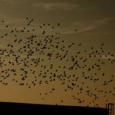 Птицы в стае следят не более чем за семью соседями
