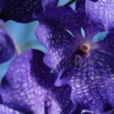 Орхидеи в королевских ботанических садах кью в лондоне