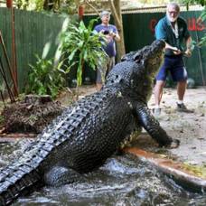 После смерти лолонга, крокодил кассиус клей вернул титул самого большого