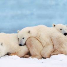 Впадают ли в зимнюю спячку белые медведи