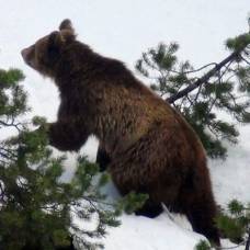 В швейцарии убили единственного в стране медведя