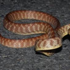 Власти остров гуам будут бороться со змеями при помощи отравленных мышат