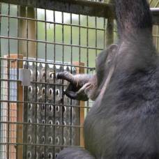 Зоологи обнаружили, что шимпанзе получают удовольствие от интеллектуальной работы