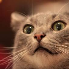 Забавные и странные научные исследования о котах и кошках