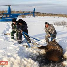 Пилоты вертолета спасли лосиху провалившуюся под лед