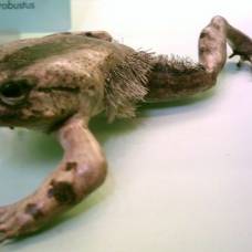 Лягушка для защиты ломает кости на своих пальцах
