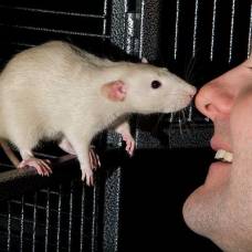Почему крысы обнюхивают друг друга