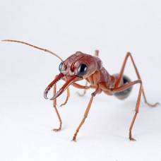 Красный муравей-бульдог (лат. myrmecia gulosa)