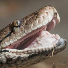 Сетчатый питон - самая длинная змея в мире