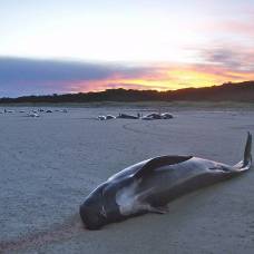 Массовый выброс китов на сушу не вызван семейными узами