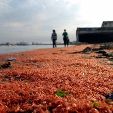 Тысячи мертвых креветок окрасили в красный цвет чилийский пляж