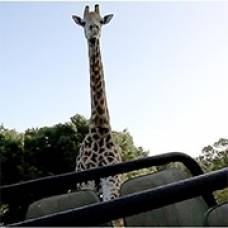 Разъяренный жираф напал на автомобиль с туристами