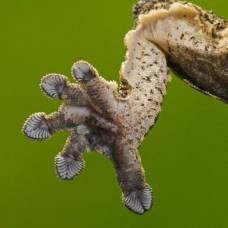 Почему гекконы прилипают к мокрым листьям?