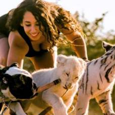 Девушка подружила тигра и льва со своим бульдогом