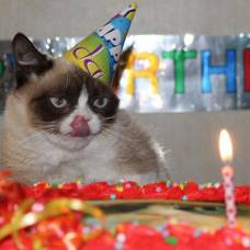 Несмотря на день рождения, grumpy cat по-прежнему не в восторге